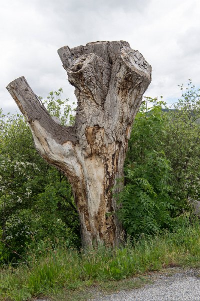 20160531_125342 D4S.jpg - Tree at roadside, Pyrenees